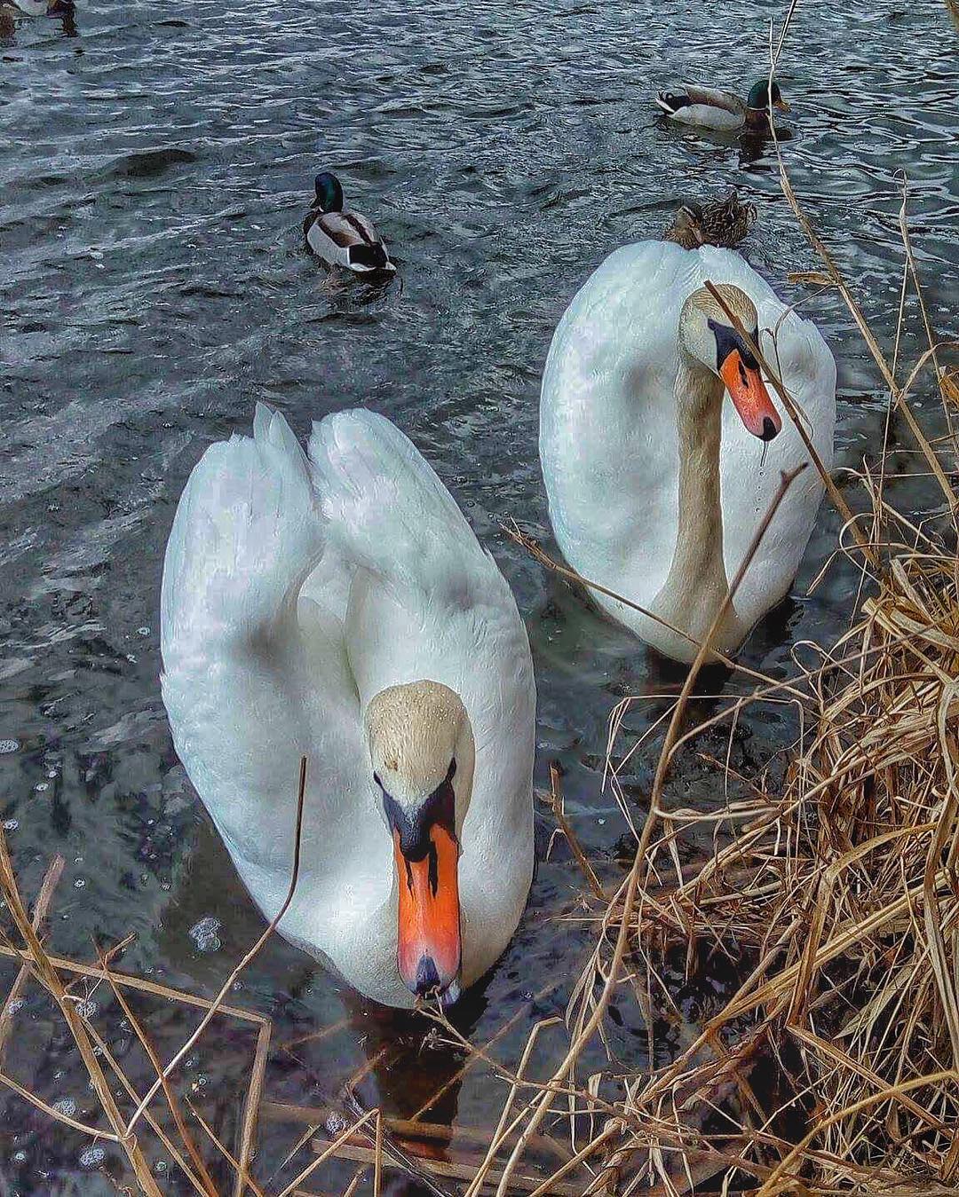 Instagram post by Jižní Čechy • Mar 8, 2017 at 4:33pm UTC