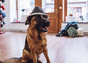 DogFriendly Budějce: kde jsou psi vítáni