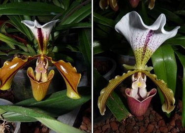 Orchideje a jejich tropičtí sousedé