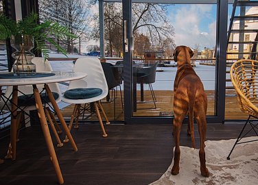 DogFriendly Budějce: kde jsou psi vítáni