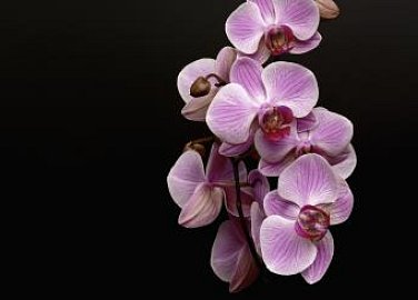 Orchideje a jejich tropičtí sousedé