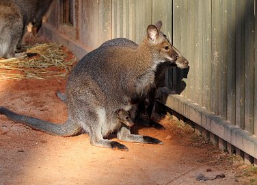 Zoo Hluboká