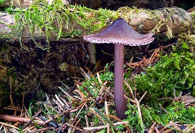 Lupenata mini 2 Mycena purpureofusca cf 8528 9