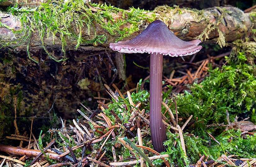Lupenata mini 2 Mycena purpureofusca cf 8528 9