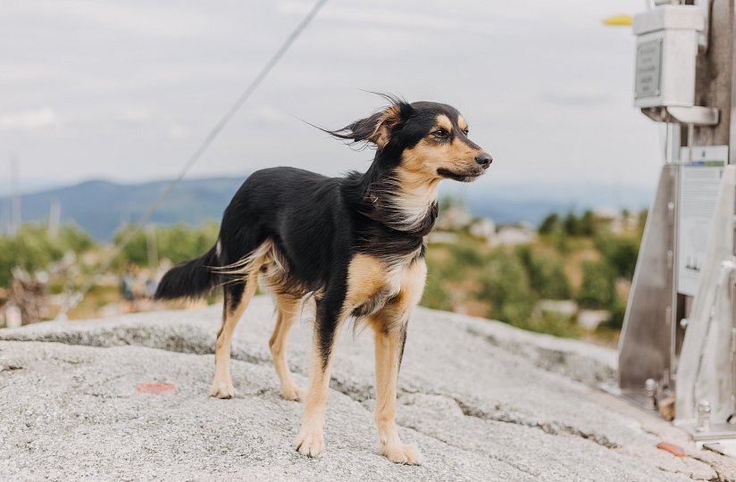 DogFriendly Budějce: kde jsou psi vítáni