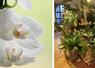 Výstava orchidejí, exotických rostlin a zvířat